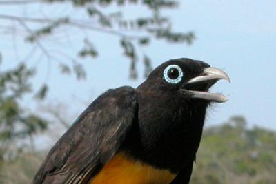 Black-headed Trogon male (Trogon melanocephalus)