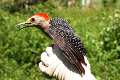 Golden-fronted Woodpecker male (Melanerpes aurifrons)
