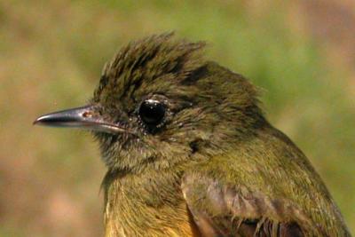 Ochre-bellied Flycatcher (Mionectes oleagineus)