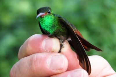 Rufous-tailed Hummingbird (Amazilia tzacatl)