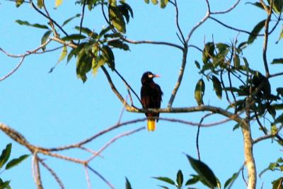 Montezuma's Oropendola