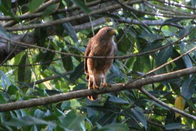 g3/83/612483/3/57517359.GuateMar2006RoadsideHawkNK.jpg
