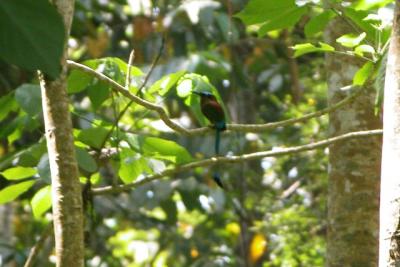 g3/83/612483/3/57517363.GuateMar2006TBMotmot.jpg