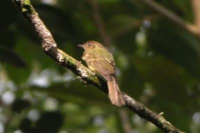 Sepia-capped Flycatcher