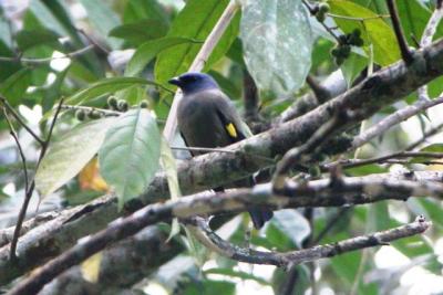 Yellow-winged Tanager