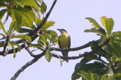Boat-billed Flycatcher