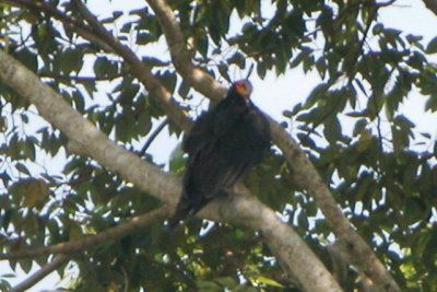 Lesser Yellow-headed Vulture