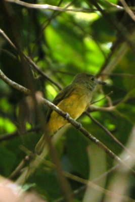 Ochre-bellied Flycatcher