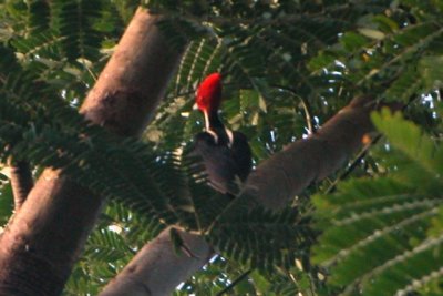 Pale-billed Woodpecker
