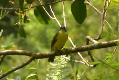 Social Flycatcher