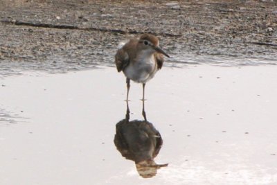 Spotted Sandpiper juv