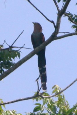 Squirrel Cuckoo