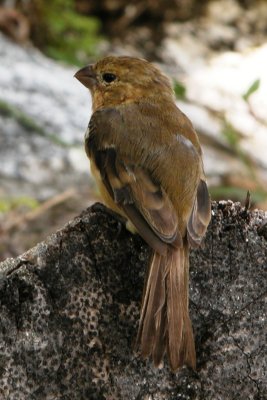 White-collared Seedeater female