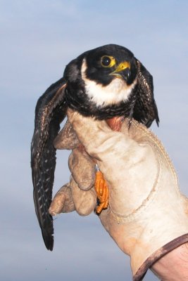 Bat Falcon juv (Falco rufigularis)