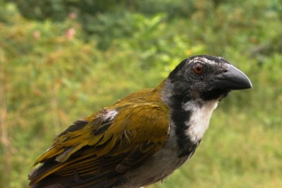 Black-headed Saltator (Saltator atriceps)