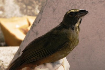 Grayish Saltator juvenile (Saltator coerulescens)
