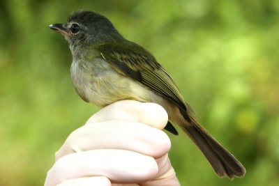 Yellow-olive Flycatcher (Tolmomyias sulphurescens)