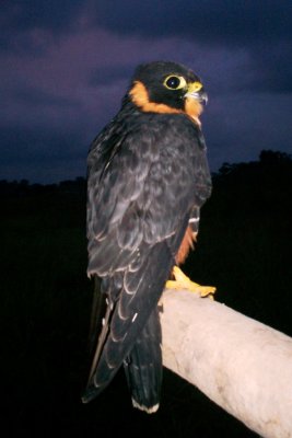 Bat Falcon juv (Falco rufigularis)