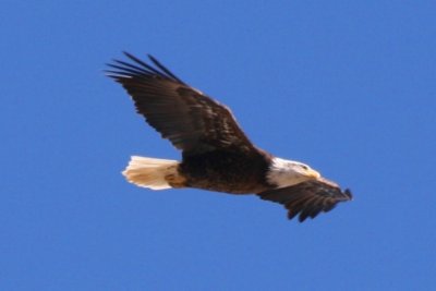 Bald Eagle (4th cycle flying)