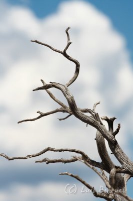 tree.jpg