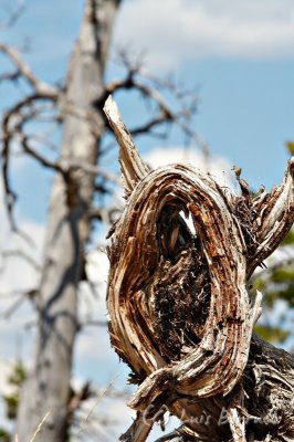 tree3.jpg