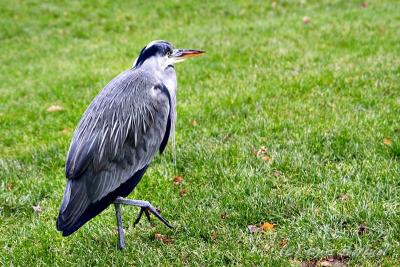 g3/83/618983/3/54142638.pajaro2.jpg