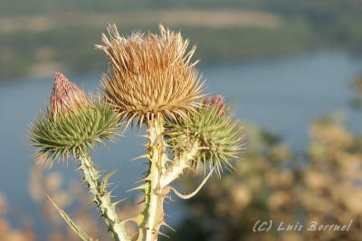 g3/83/618983/3/54235700.cactus4.jpg