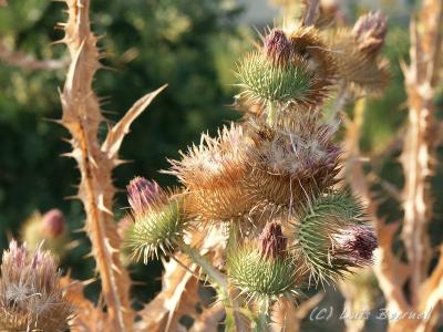 g3/83/618983/3/54235701.cactus5.jpg