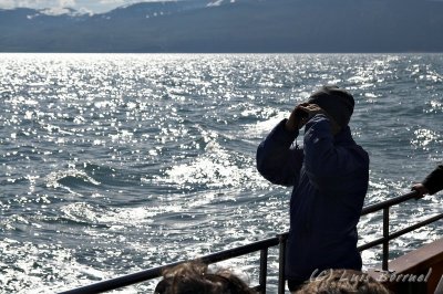 Husavik - Whale watching