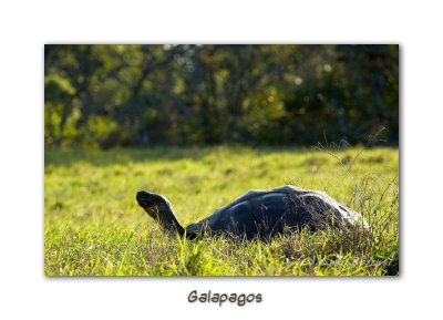 Giant turtoise in the wild