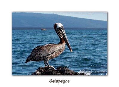 Pelican