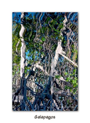 Manglar reflection