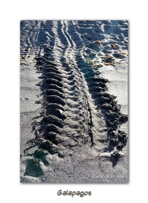 Sea turtle track