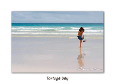 Tortuga bay