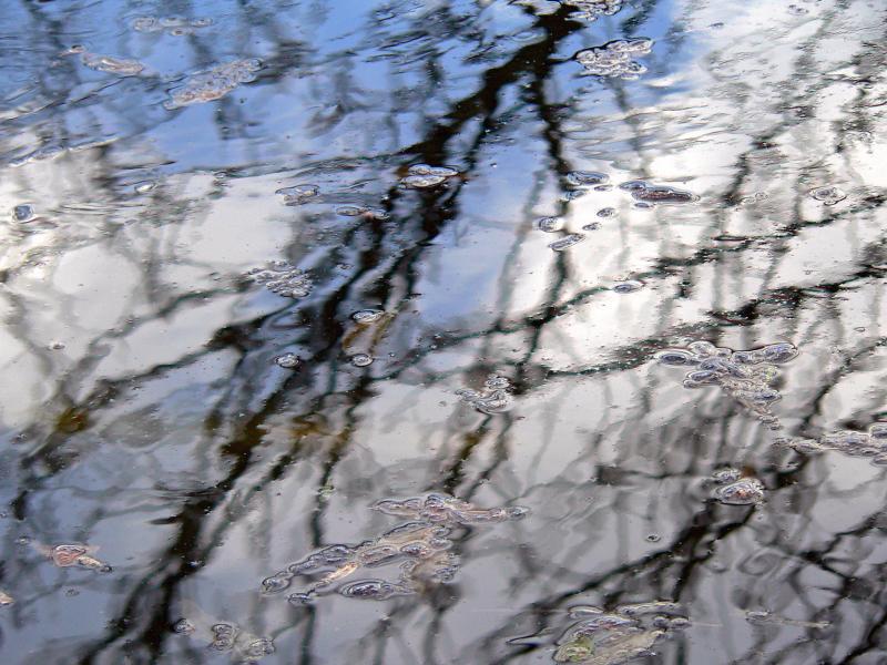 Reflection in the pond IV