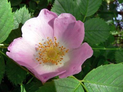 Rosa dumalis