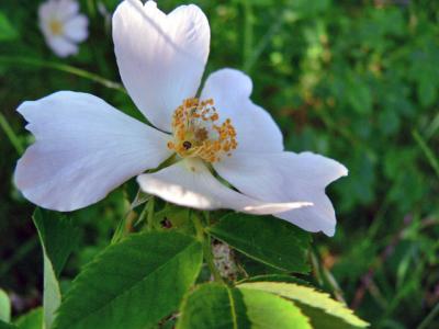 Unknown wild rose