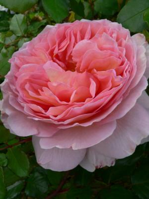 Abraham Darby