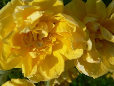 Rosa foetida persiana