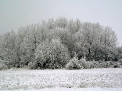 Blsippsbacken
