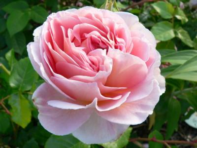 Abraham Darby