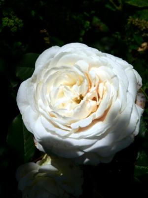 Boule de Neige