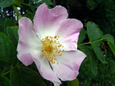 Rosa Canina