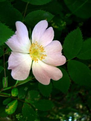 Rosa Canina