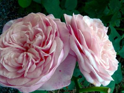 Claire Rose