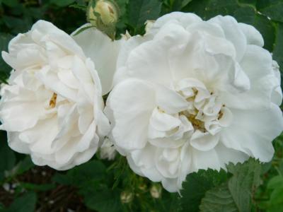 Maxima