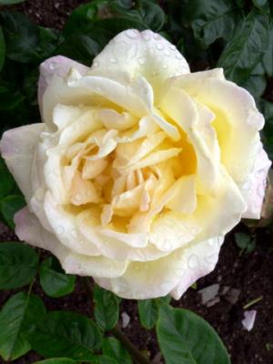 g3/83/628283/3/54560794.peaceiregn.jpg