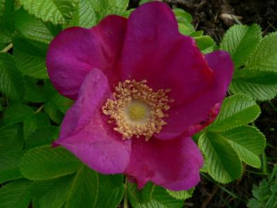 Rosa Rugosa