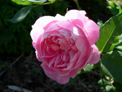 La Reine Victoria