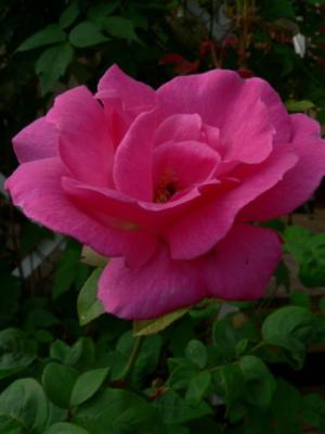 Zepherine Drouhin